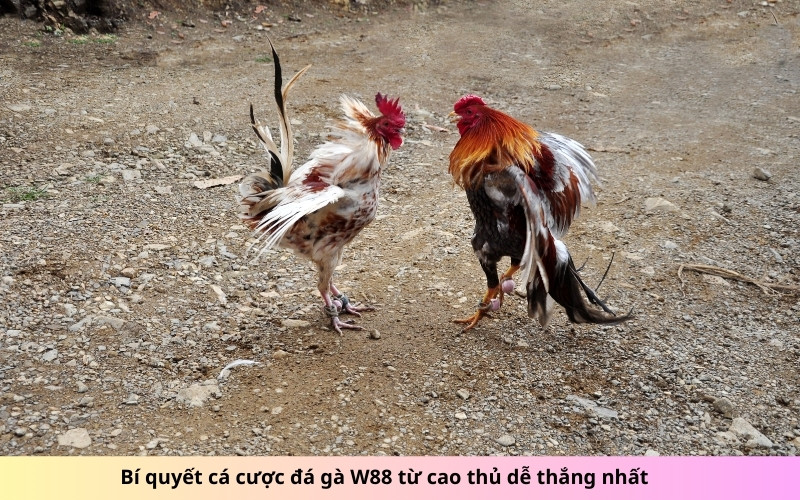 Bí quyết cá cược đá gà W88 từ cao thủ dễ thắng nhất