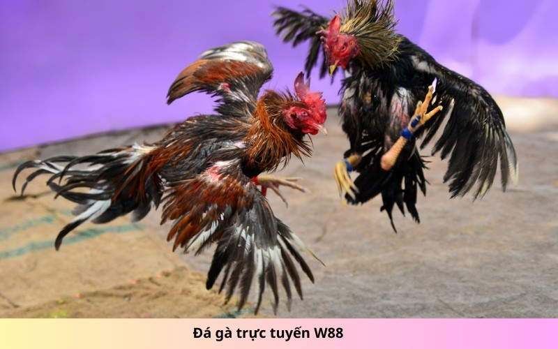 Đá gà trực tuyến W88