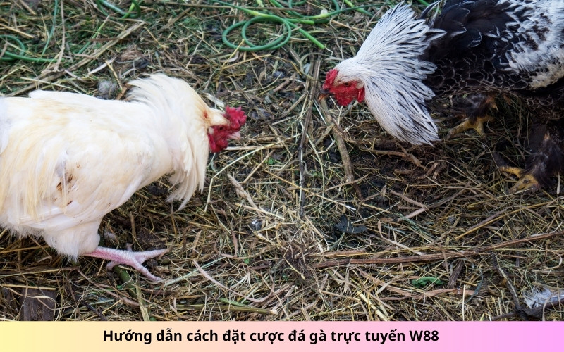 Hướng dẫn cách đặt cược đá gà trực tuyến W88