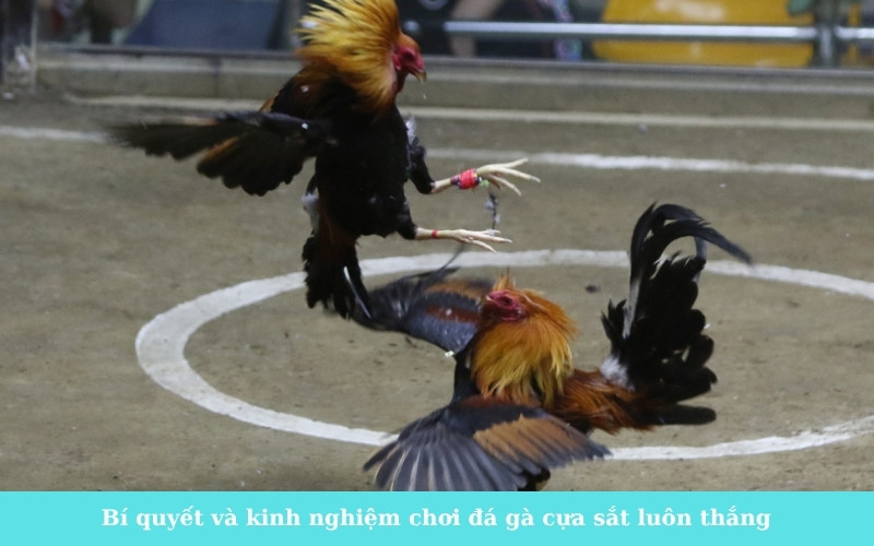 Bí quyết và kinh nghiệm chơi đá gà cựa sắt luôn thắng