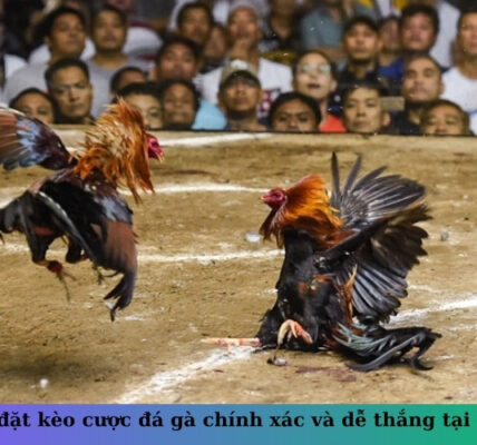 Cách đặt kèo cược đá gà chính xác và dễ thắng tại 8Kbet