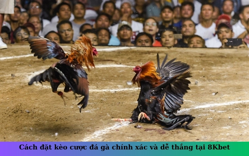 Cách đặt kèo cược đá gà chính xác và dễ thắng tại 8Kbet