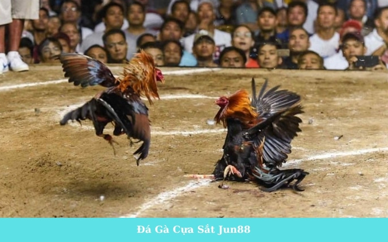 Đá Gà Cựa Sắt Jun88