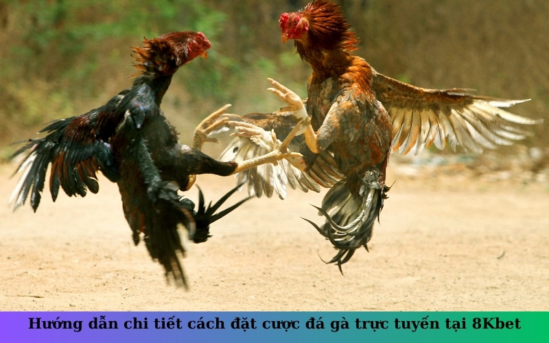 Hướng dẫn chi tiết cách đặt cược đá gà trực tuyến tại 8Kbet